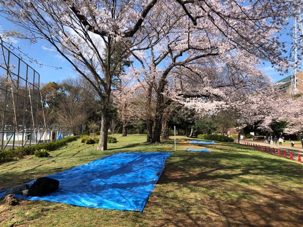 駒沢公園場所取りブルーシート