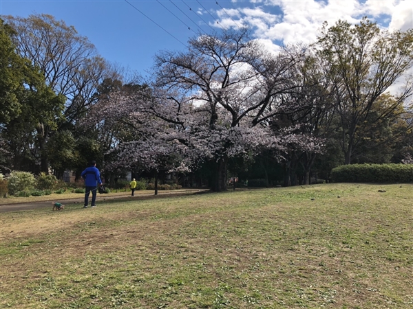 駒沢公園にて花見の場所取り代行